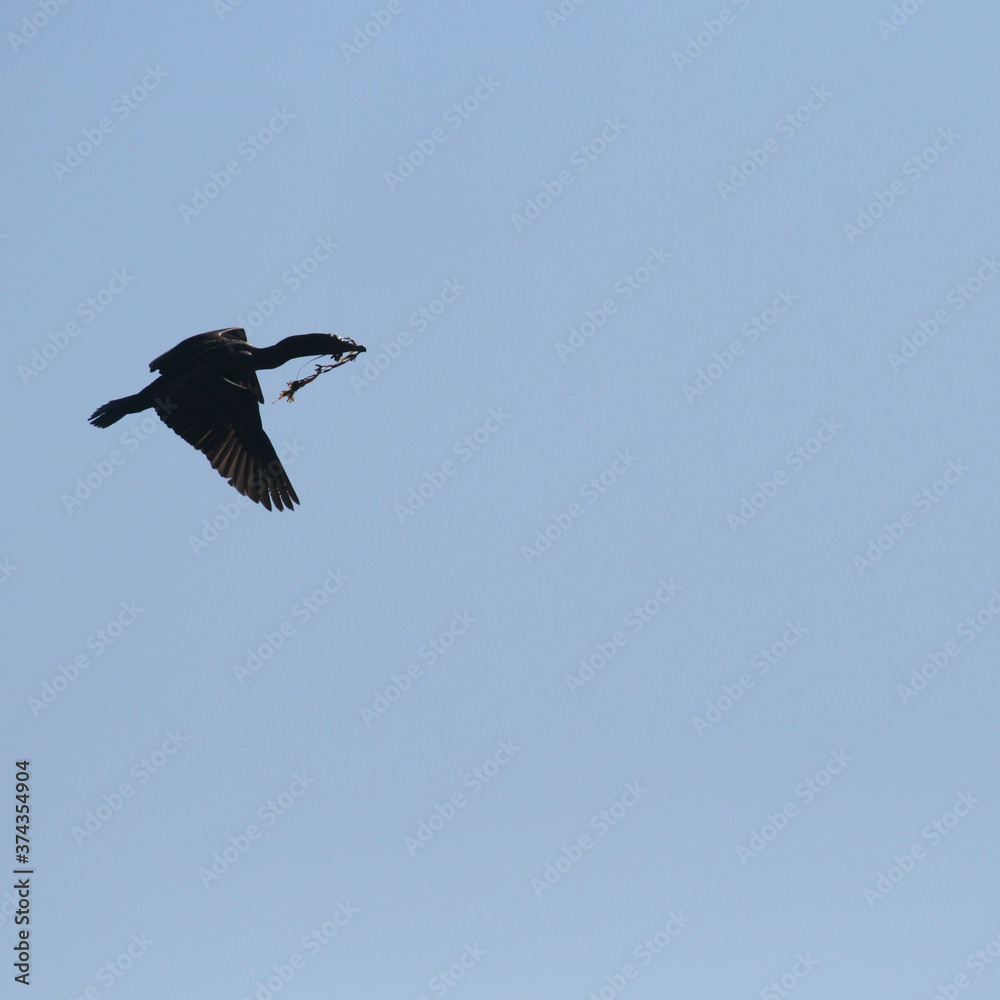 Obraz premium bird in flight