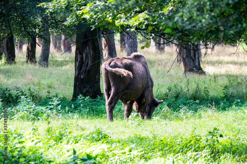 large brown Central Russian bison in the forest in natural conditions in summer large brown Central Russian bison in the forest in natural conditions in summer