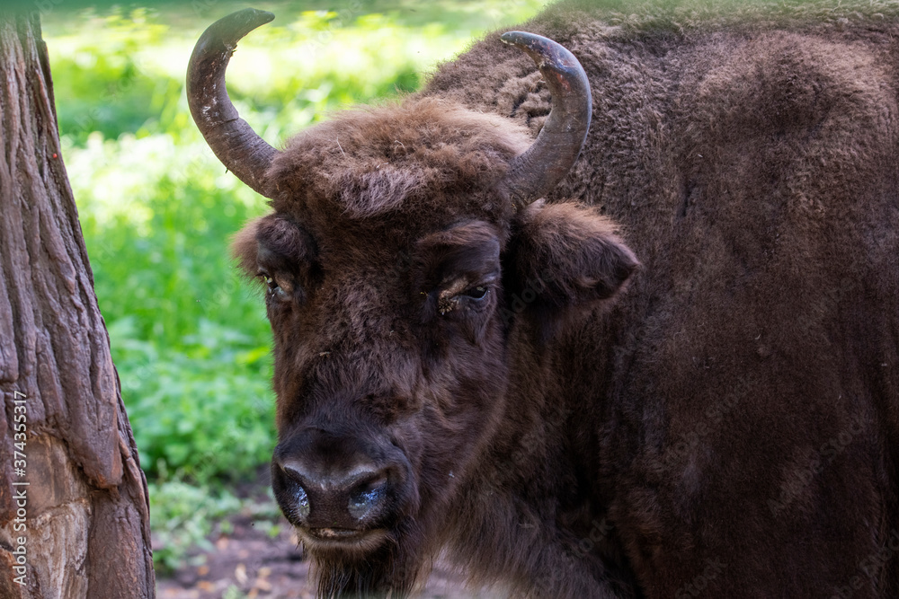 large brown Central Russian bison in the forest in natural conditions in summer large brown Central Russian bison in the forest in natural conditions in summer