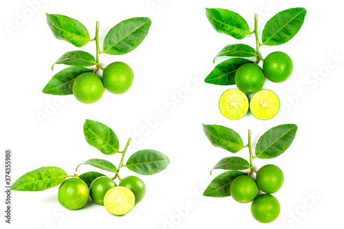 Wallpaper Mural Collection of green leaves lime on white background. Torontodigital.ca