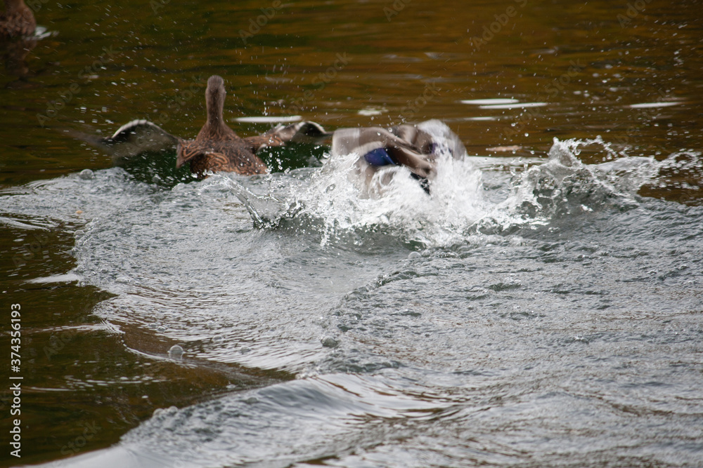 Obraz premium ducks swimming in the lake