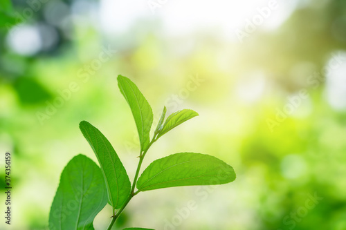 nature view of green leaf