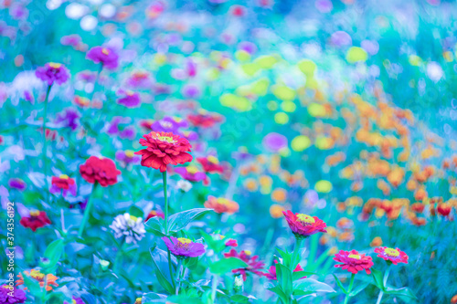 Pink and red garden flowers on a blurred scenic background.