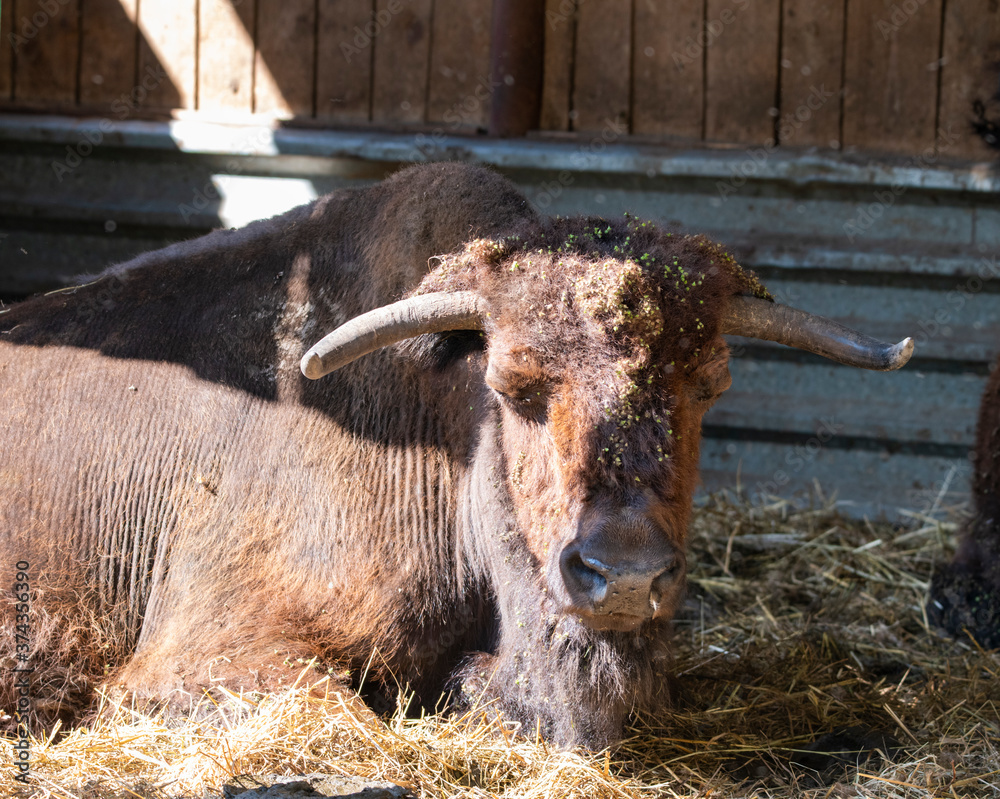 Fototapeta premium large brown Central Russian bison in the forest in natural conditions in summer