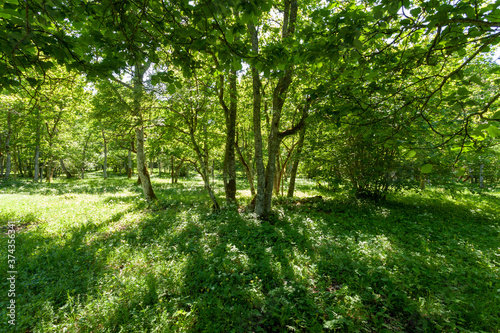 Beautiful lush and green wooded meadow during summer in Estonian countryside, Northern Europe. 