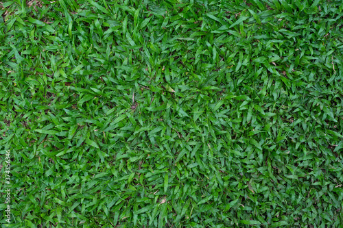 Carpet Grass natural on background