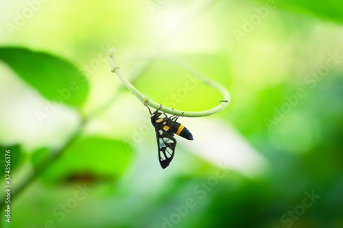 nature view of green leaf and butterfly © Suprachai