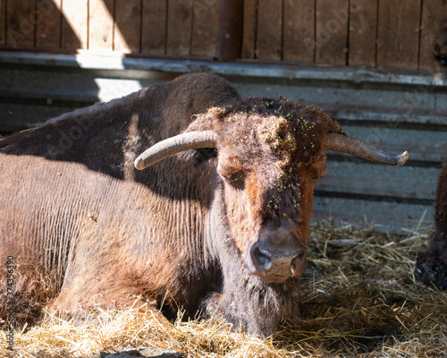 large brown Central Russian bison in the forest in natural conditions in summer