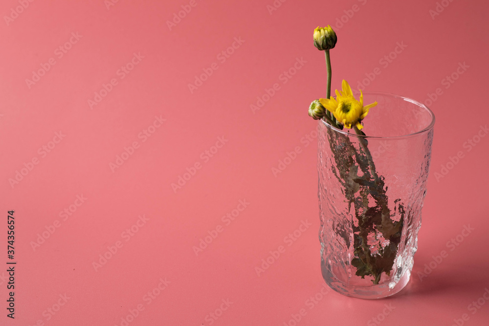 Flowers in a glass vase on the pink background