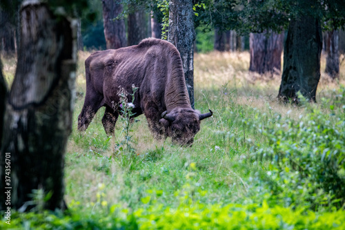 large brown Central Russian bison in the forest in natural conditions in summer