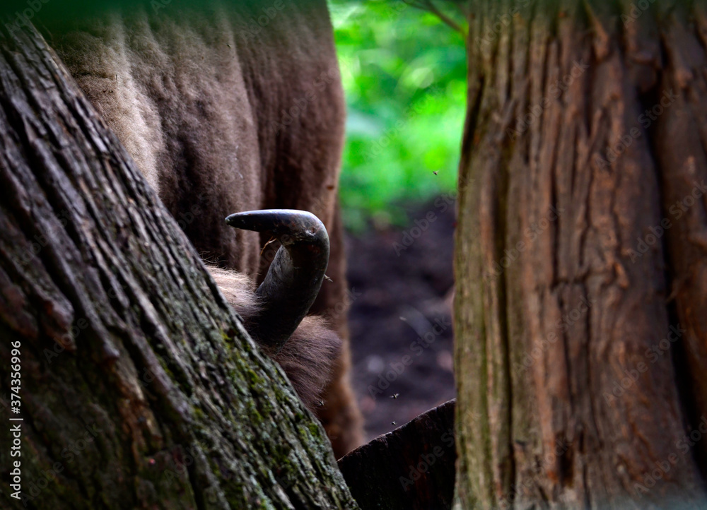 Obraz premium large brown Central Russian bison in the forest in natural conditions in summer