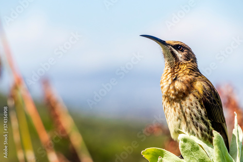 Cape sugarbird sitting on plants flowers, Kirstenbosch National Botanical Garden. photo