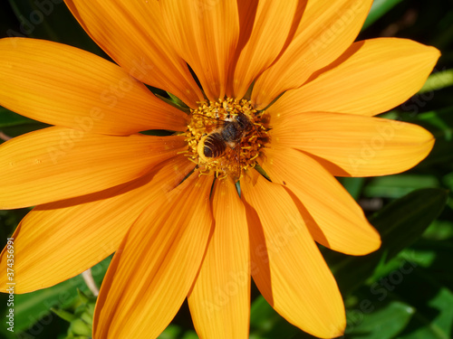 Abeille découpeuse de feuilles (Megachile frigida), butinant sur une fleur de coreopsis récoltant du pollen sous son abdomen relevé et jauni  photo