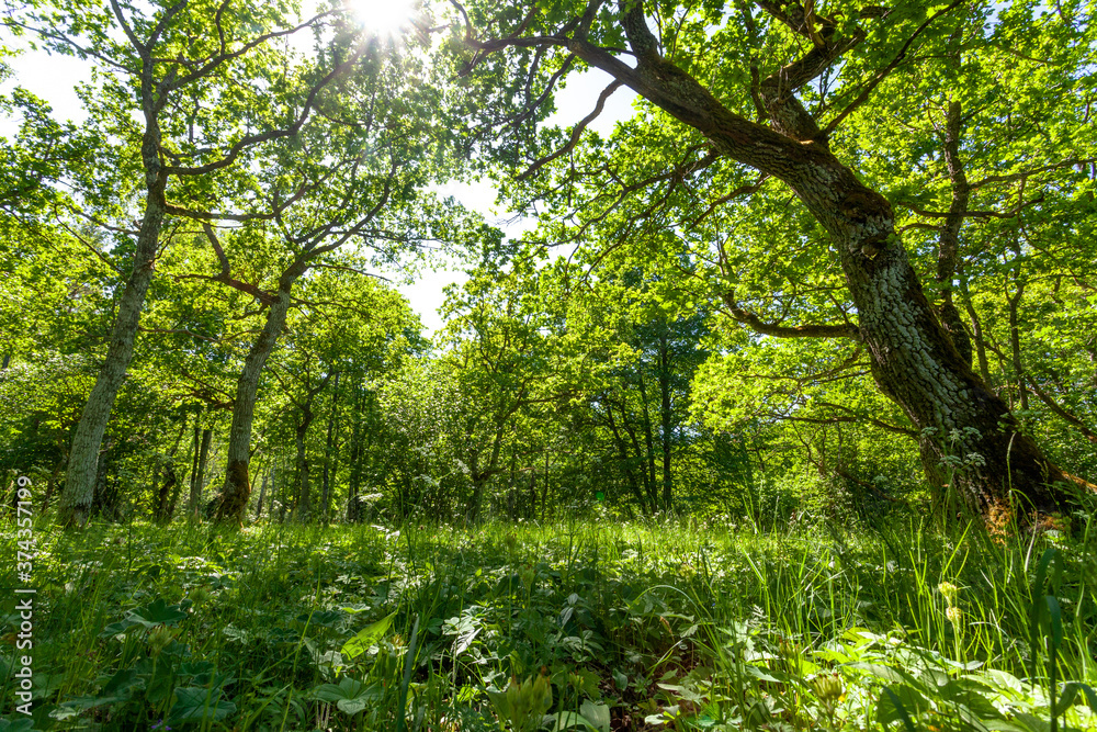 Beautiful lush and green wooded meadow during summer in Estonian countryside, Northern Europe. Beautiful lush and green wooded meadow during summer in Estonian countryside, Northern Europe.