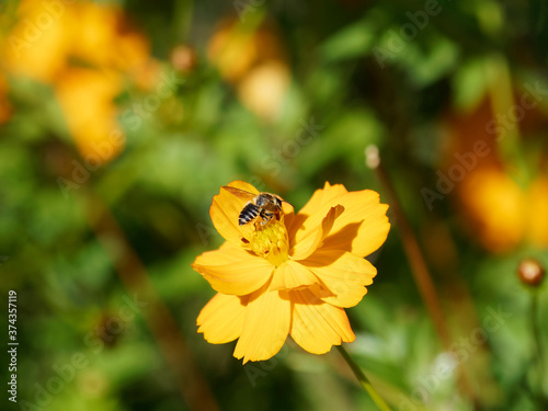 Megachile frigida | Abeille découpeuse de feuilles ou mégachile, abeille trapue dotée d'une brosse sous le ventre relevé et jauni par la récolte du pollen photo