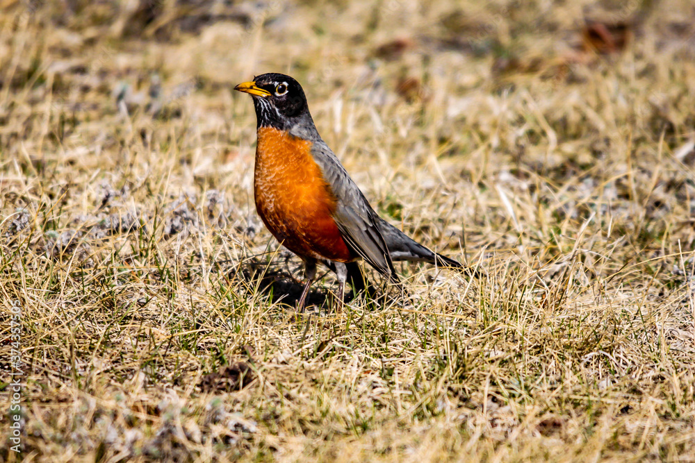 American robin roarms his territory. Little Bow Provincial Park, Alberta, canada American robin roarms his territory. Little Bow Provincial Park, Alberta, canada