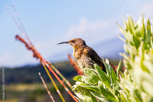 Cape sugarbird sitting on plants flowers, Kirstenbosch National Botanical Garden. photo