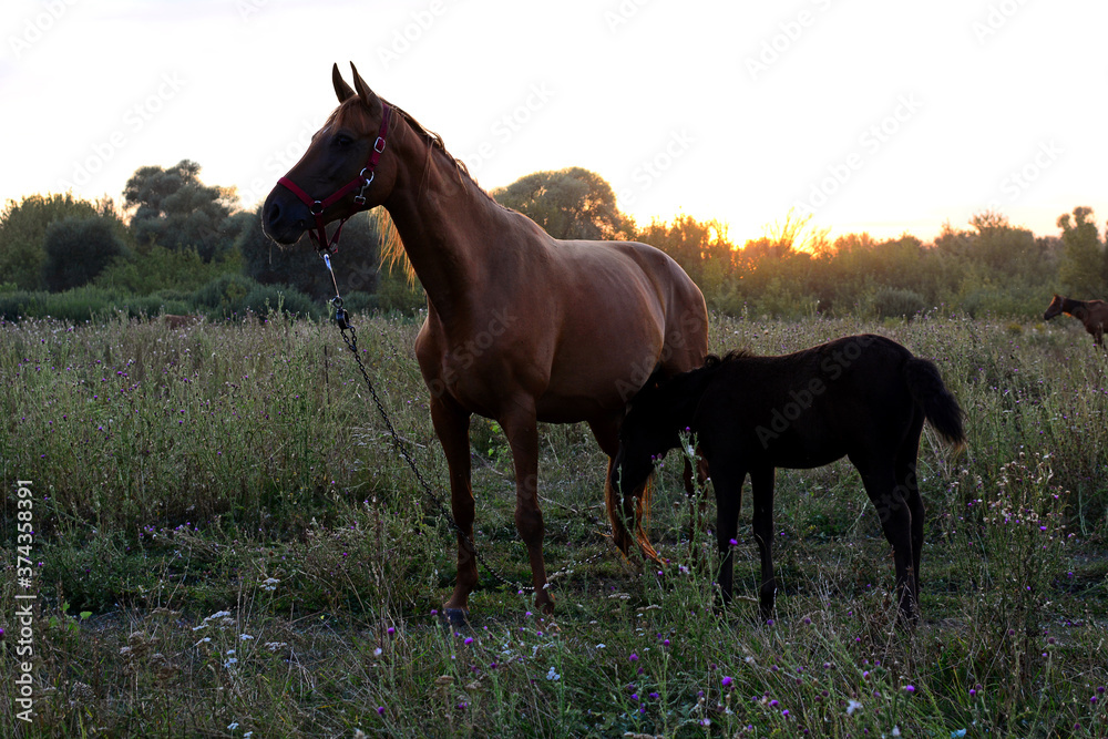 View of two horses grazing in the meadow. View of two horses grazing in the meadow.