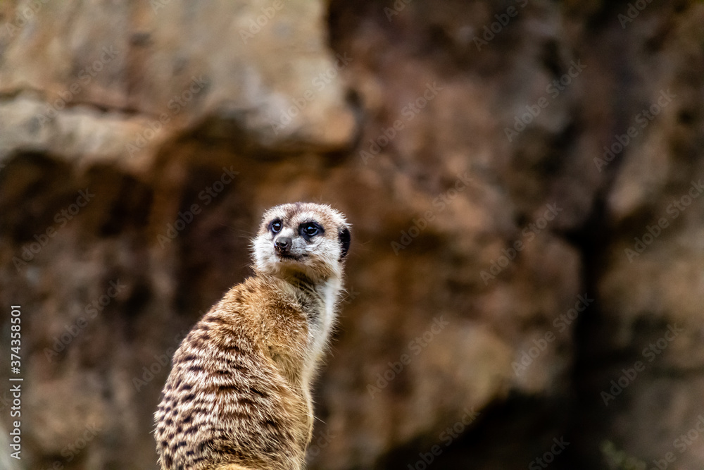 Fototapeta premium Meerkat survey his domain. Auckland Zoo, Auckland, New Zealand