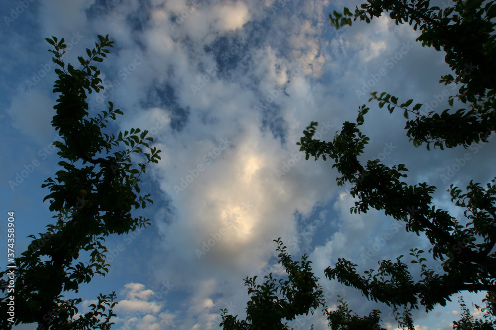 Ramas de ciruelos con cielo con nubes