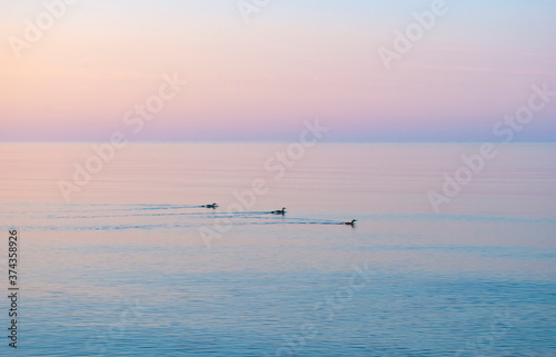 Sea sunrise on the Black sea. Three ducks swim serenely along the shore. Calm on Dzharylgach island, Kherson region, Ukraine.