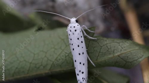 Real time of a newly hatched adult ermine moth, yponomeutidae, in the UK photo