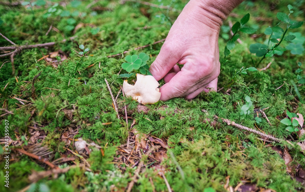 Senior woman close up wild mushroom in the forest - Hobby, seasonal activity - Focus on the chanterelle Senior woman close up wild mushroom in the forest - Hobby, seasonal activity - Focus on the chanterelle