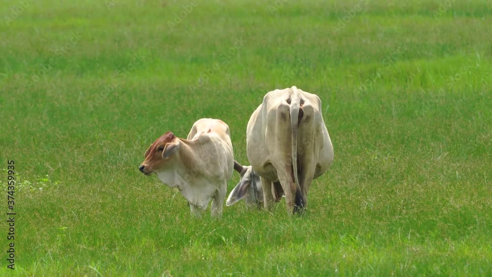 A cow and a calf eating grass.