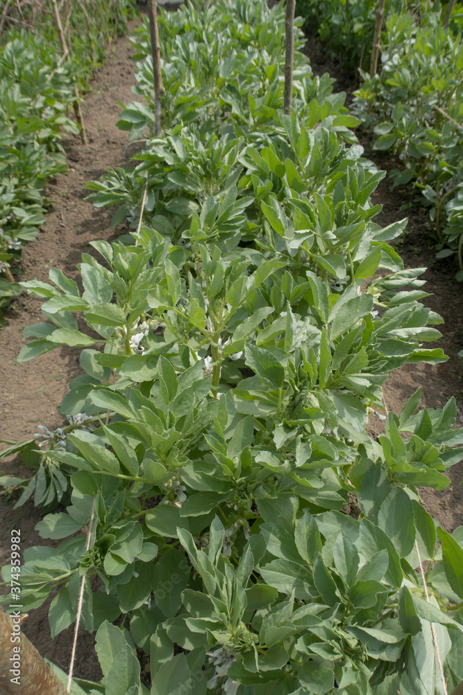 Crop of Home Grown Organic Broad Beans 'Witkiem Manita' Plants (Vicia faba) Growing on an Allotment in a Vegetable Garden in Rural Devon, England, UK