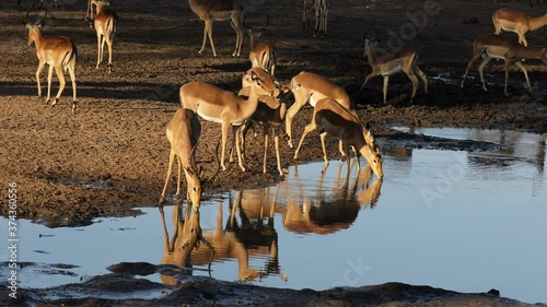 Impala antelopes (Aepyceros melampus) drinking water in late afternoon light, Kruger National Park, South Africa