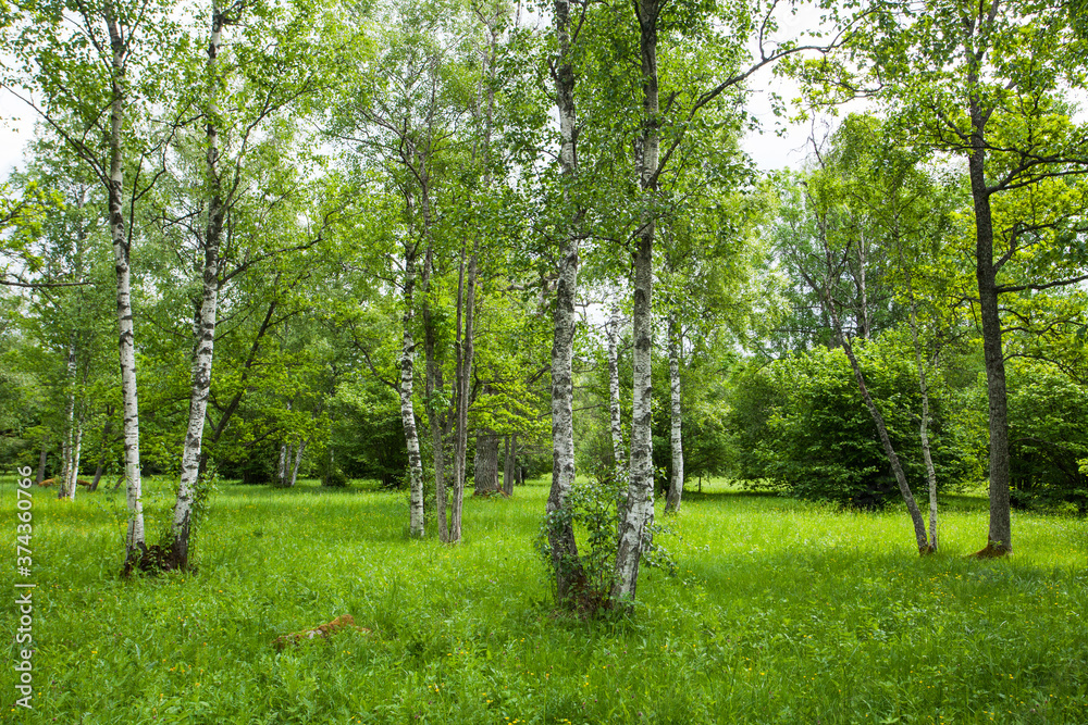 Obraz premium Beautiful lush and green wooded meadow during summer in Estonian countryside, Northern Europe. 