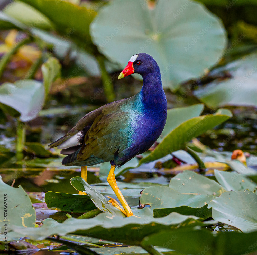 Colorful purple gallinule looks left as it walks over lily pads