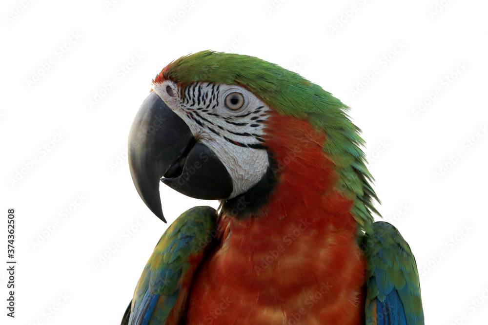 Close-up of a macaw parrot with green, red feathers