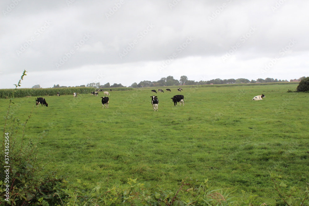 In East Friesland / Germany, black and white cows graze on the green pasture In East Friesland / Germany, black and white cows graze on the green pasture