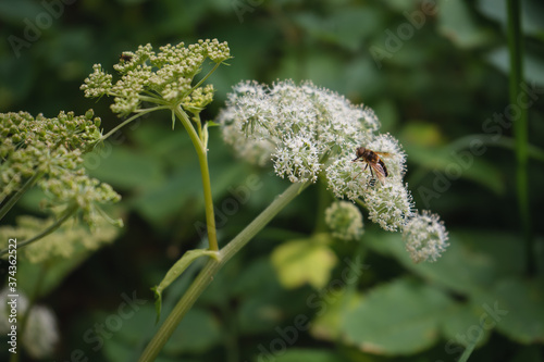 insecto polinizando