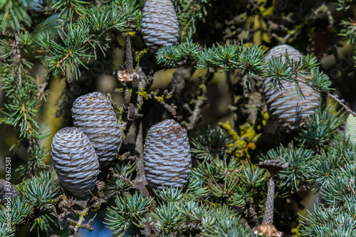 szyszki drzewo gałęzie zieleń natura