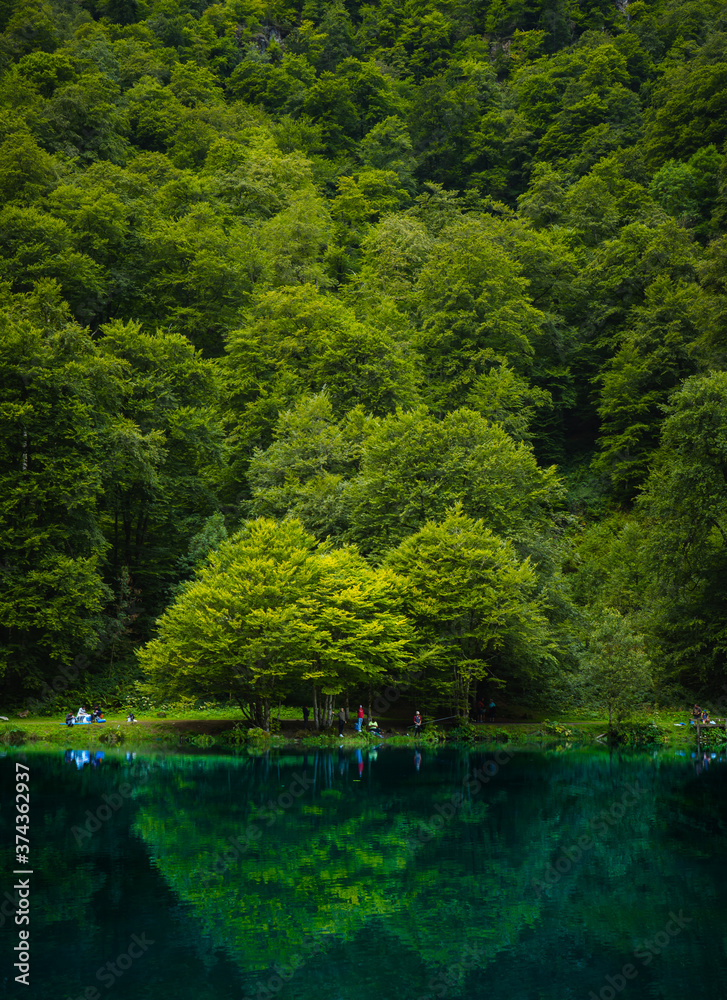 árboles en lago de montaña