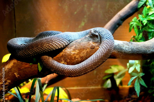 Snake is resting on tree branch