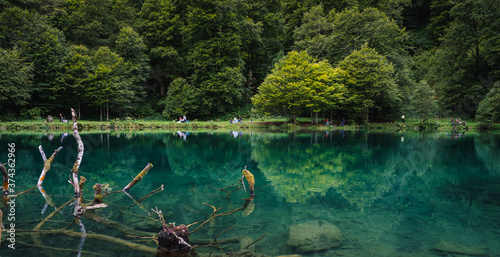 árboles en lago de montaña