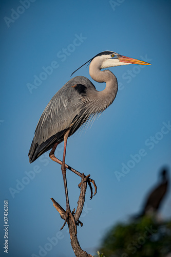 Great blue heron balances on top of tree branch at Venice Rookery.