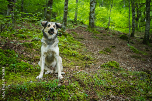 cachorro en bosque