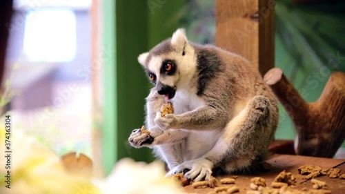Ring-tailed lemurs (Lemur catta) feeding in a wildlife park in Uk. This primate is one of the most recognised lemur due to its long, black and white ringed tail.