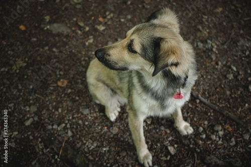 cachorro en tierra