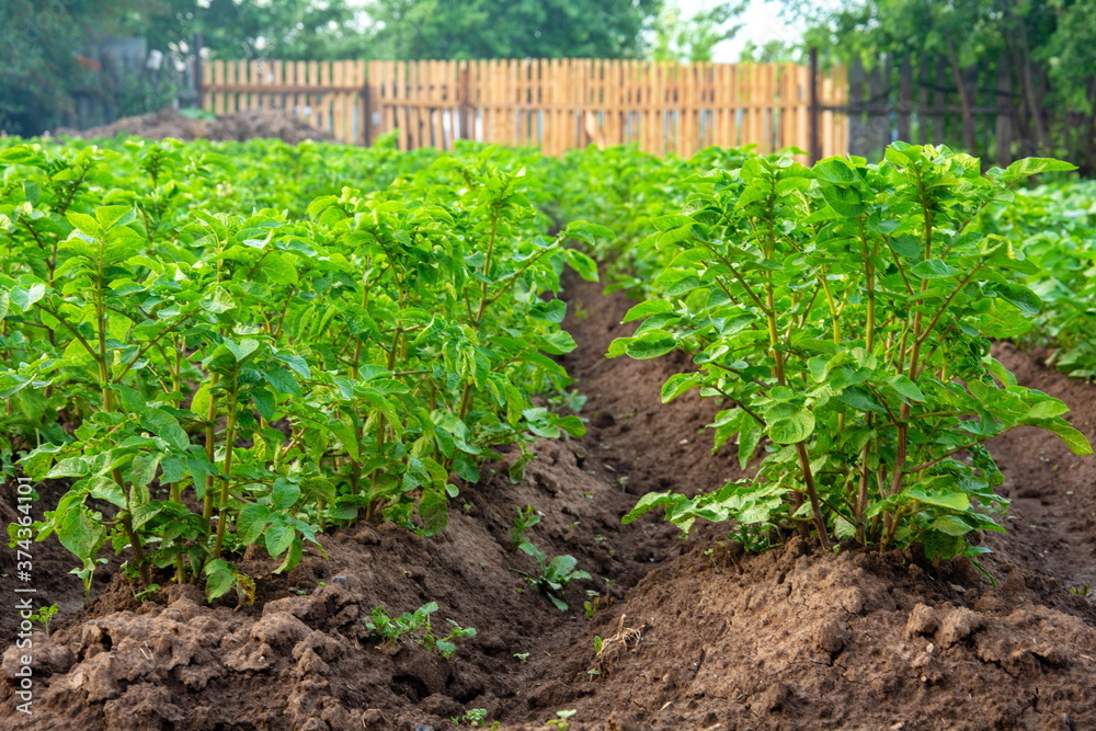 neat, green potato beds in the garden. neat, green potato beds in the garden.