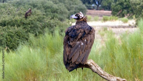 Cinereous vulture (Aegypius monachus) Accipitridae family. Photo taken at 16th of October 2018 in Extremadura, Spain. photo