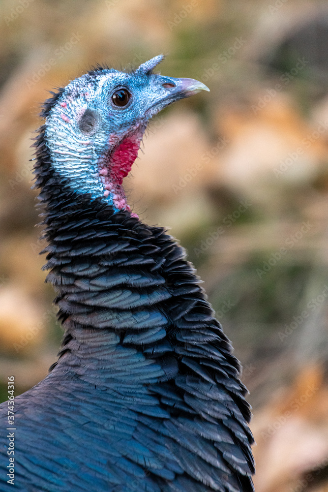 Portrait of Wild Turkey (Meleagris gallopavo) Portrait of Wild Turkey (Meleagris gallopavo)