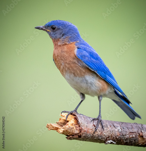 Fotografía North Carolina blue bird posing in a left facing profile