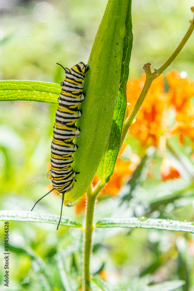 Monarch butterfly caterpillar chewing on leaf of butterfly weed plant with orange flowers in garden