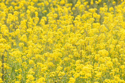 A Beautiful Field of Dense Yellow Flowers Blooming at Stroud Preserve, West Chester, Pennsylvania, USA