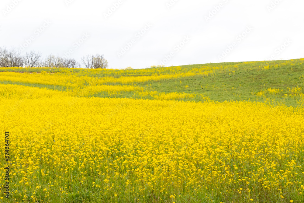 Fototapeta premium A Beautiful Field of Dense Yellow Flowers Blooming at Stroud Preserve, West Chester, Pennsylvania, USA